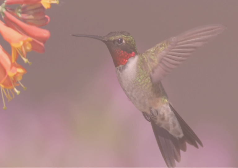 f3715891-6de3-476e-81ef-56c18420cabb-large16x9_RubyThroatedHummingbirdAssociatedPress 3